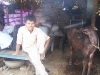pashu-palan